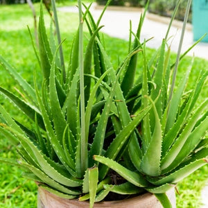 Aloe Vera