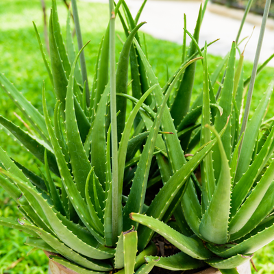 Aloe Vera